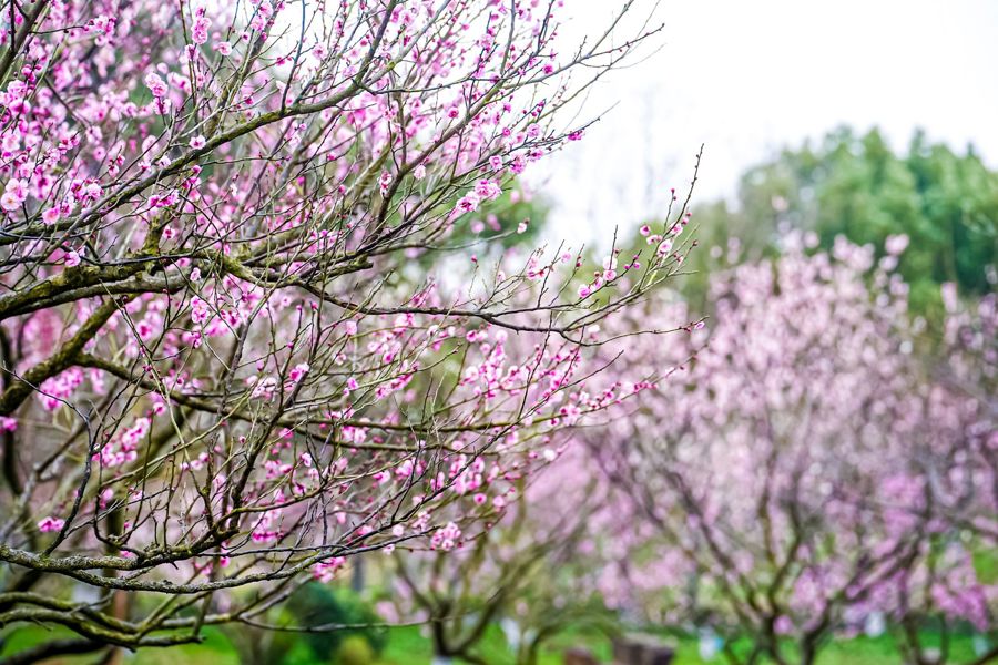 上海梅花节5.jpg