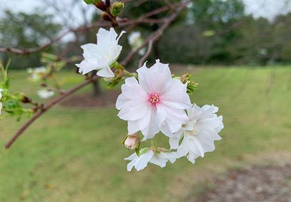 辰山植物园的樱花.jpg
