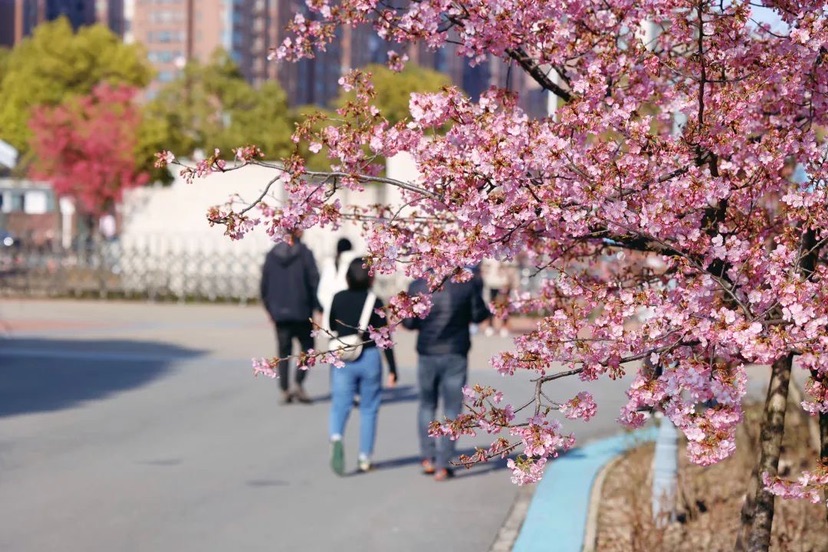 上海樱花节4.jpeg