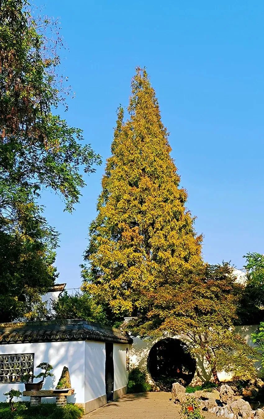 醉白池公园1.jpg