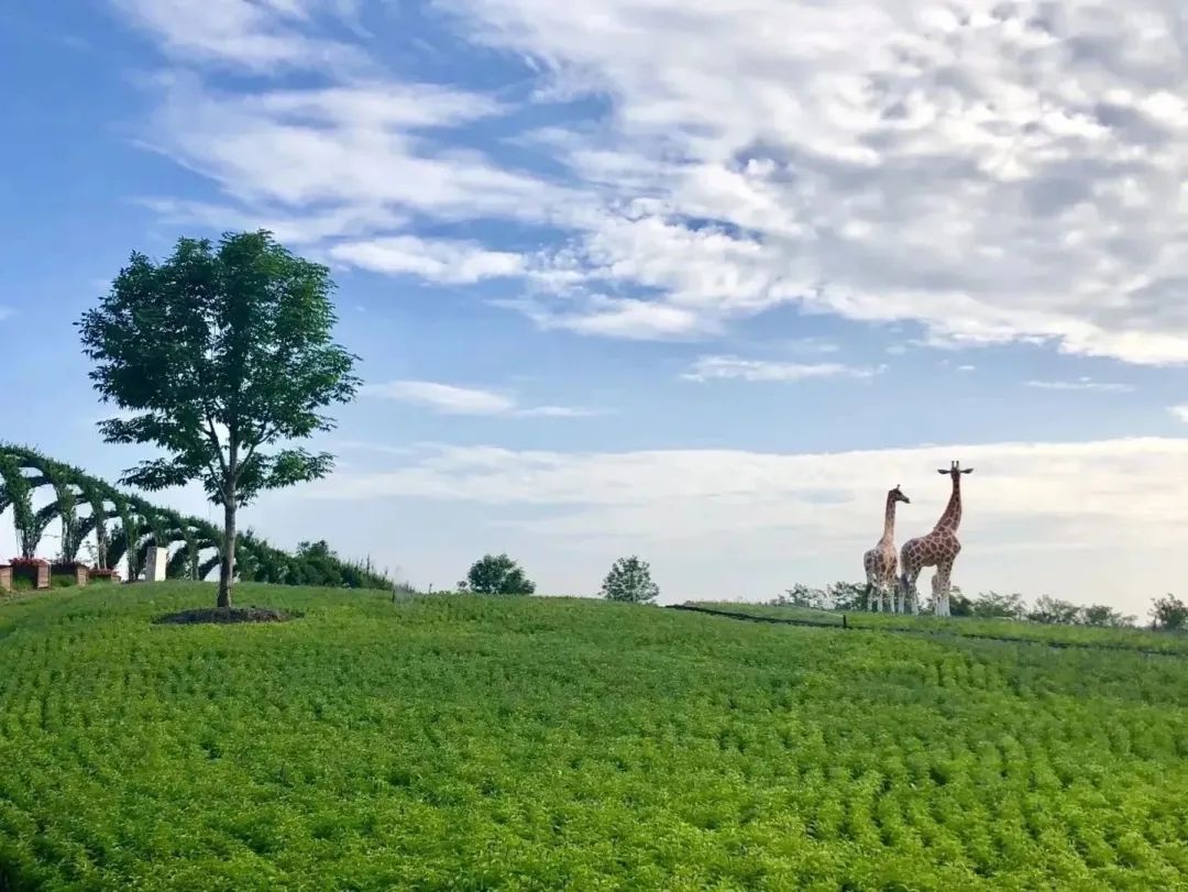 上海国际旅游度假区18.jpg