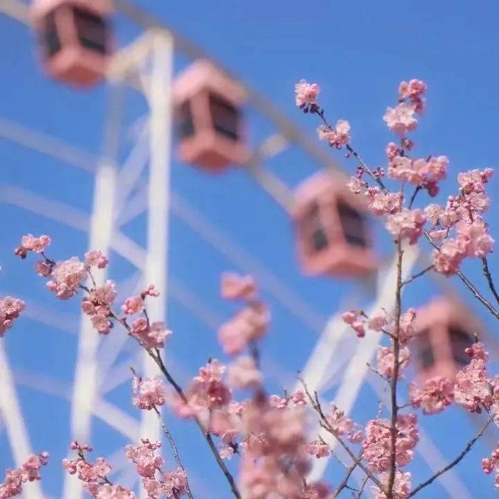 2023上海樱花节今日启幕_各区风采_上海市文化和旅游局