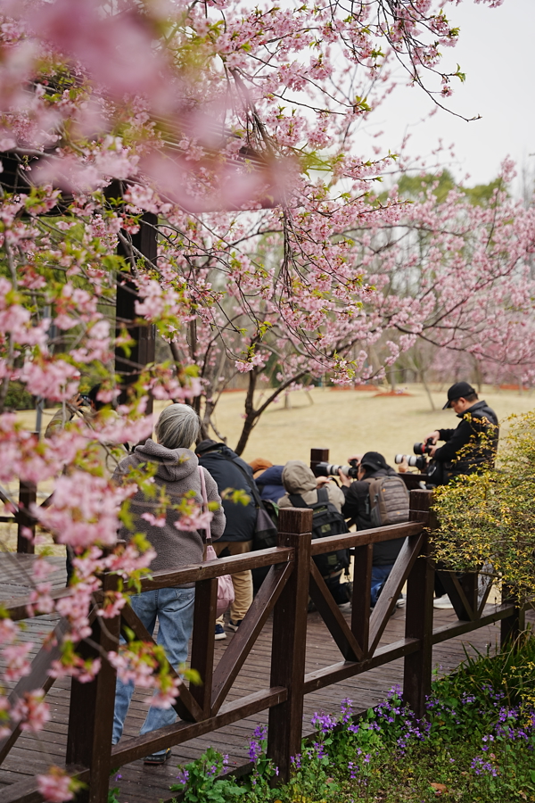 上海樱花节5.jpg