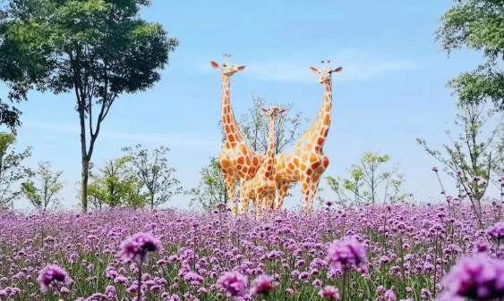 上海国际旅游度假区2.png